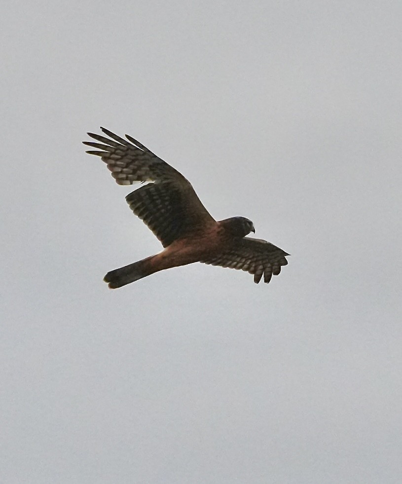 Northern Harrier - ML644733153