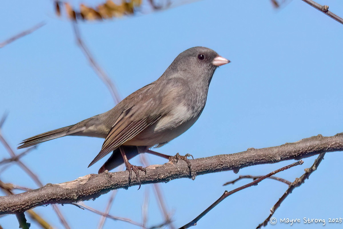 Dark-eyed Junco - ML644733154