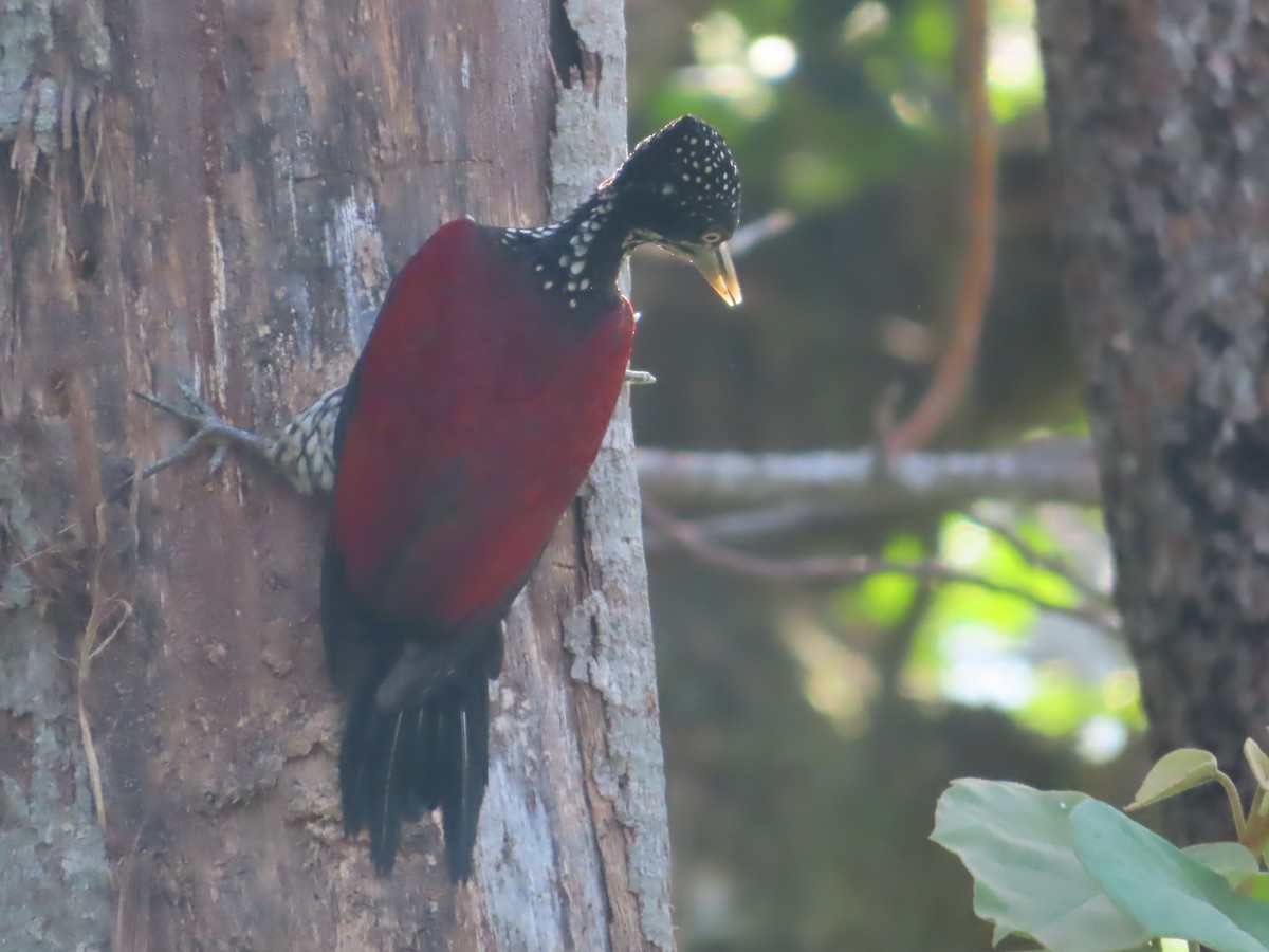 Crimson-backed Flameback - ML644733157