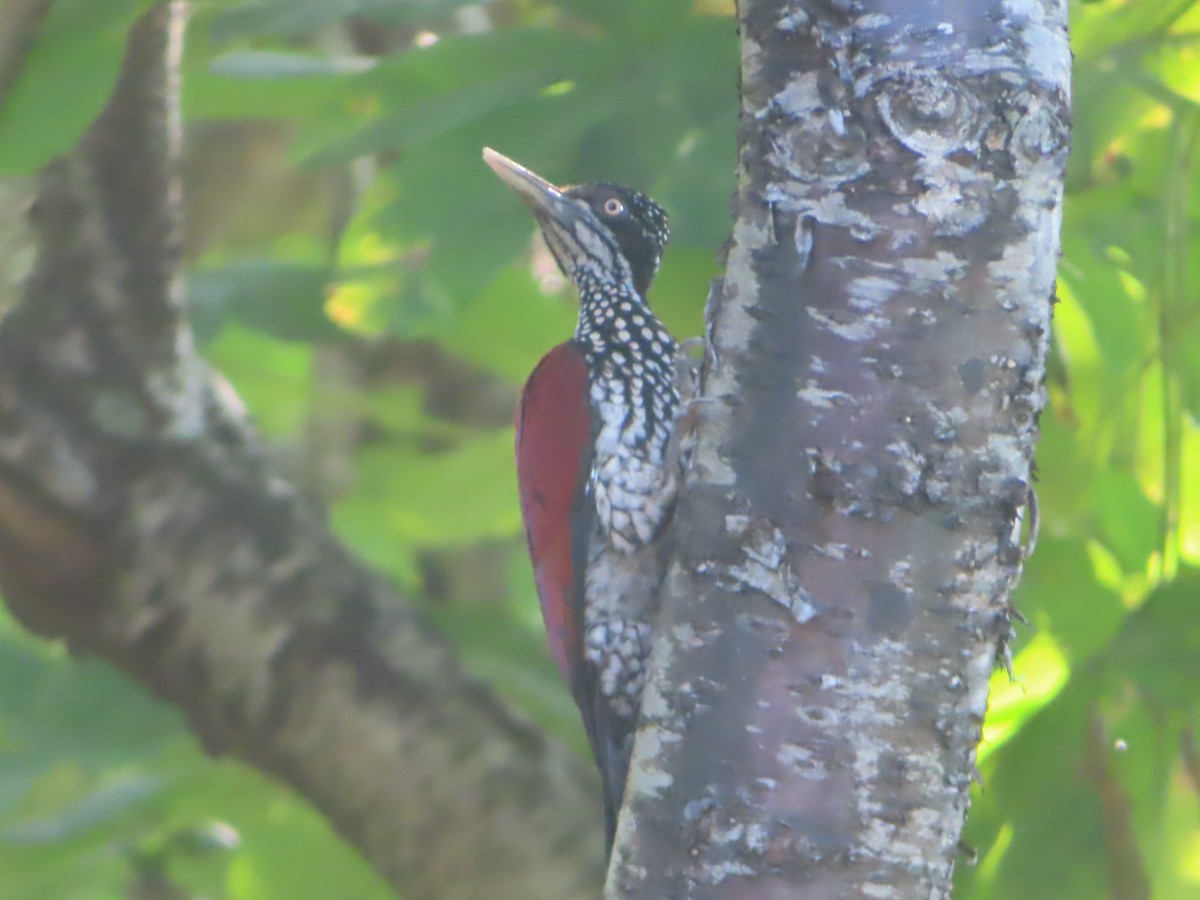 Crimson-backed Flameback - ML644733159