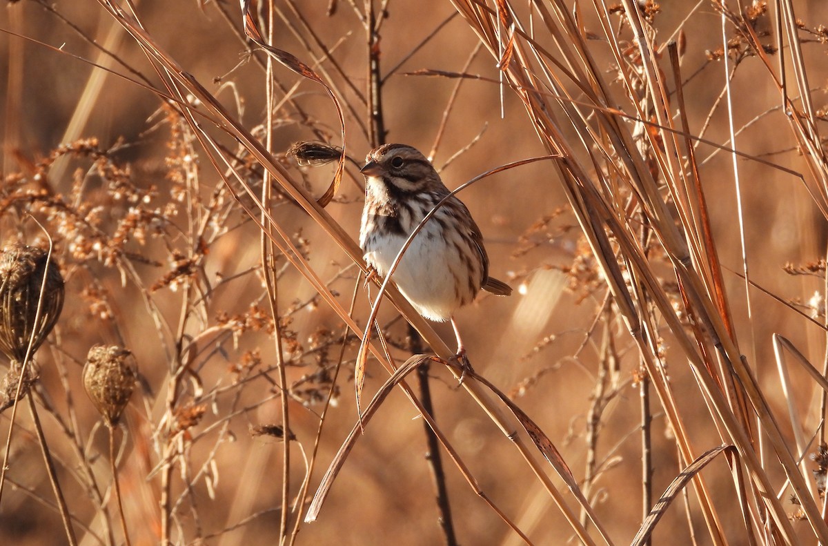 Song Sparrow - ML644733167