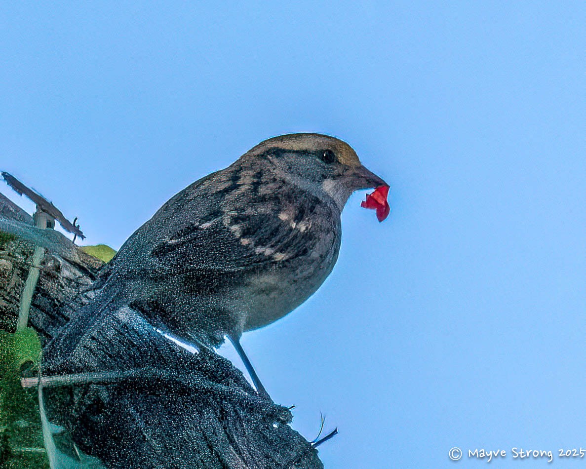 White-throated Sparrow - ML644733168