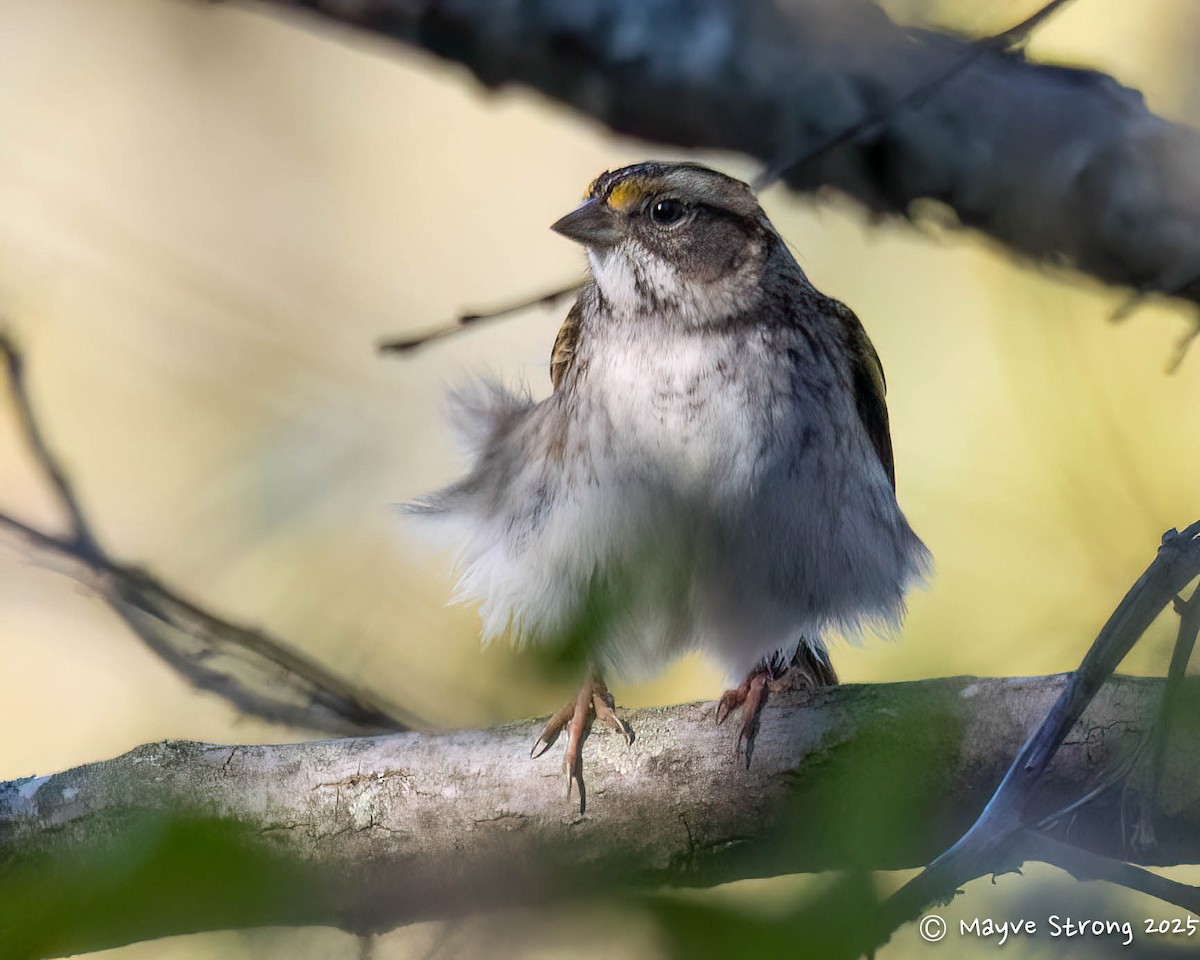 White-throated Sparrow - ML644733169