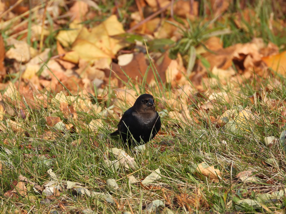 Brown-headed Cowbird - ML644733175