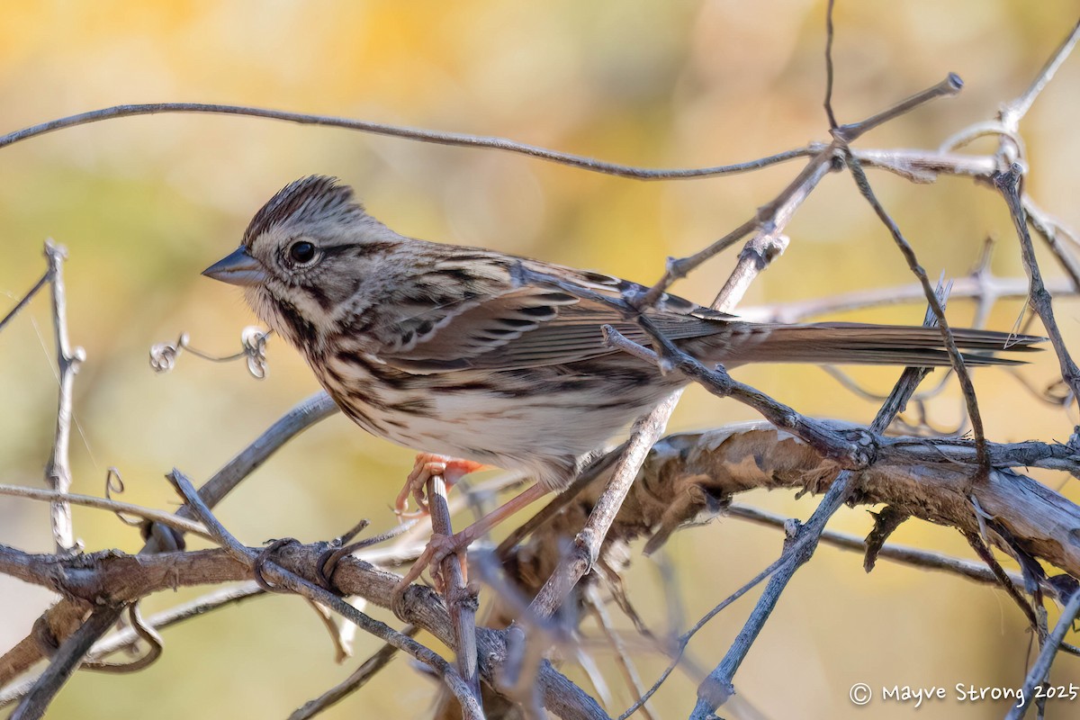 Song Sparrow - ML644733177
