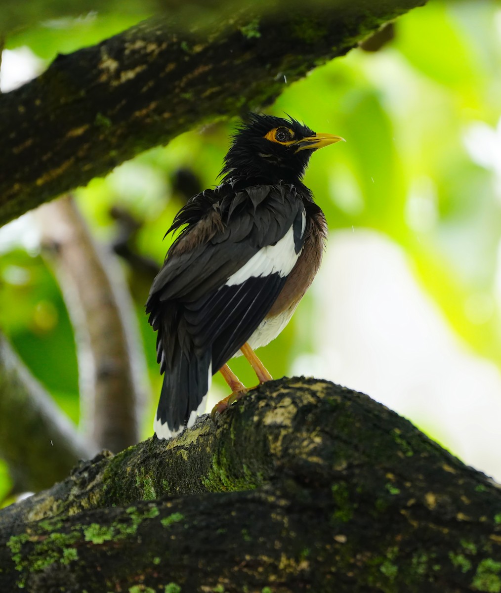 Maina comune - ML644733178