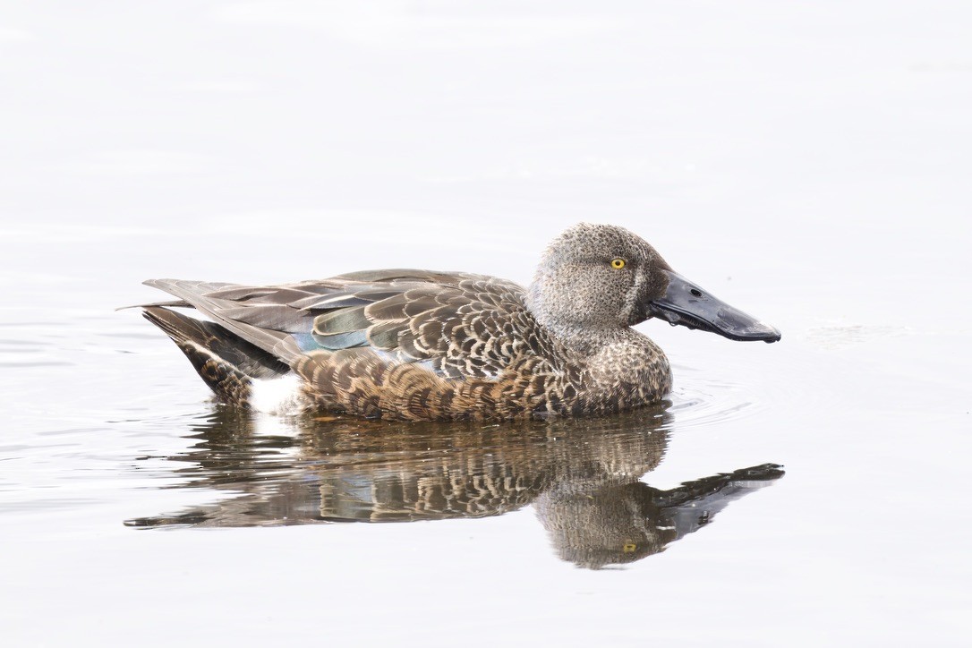 Australasian Shoveler - ML644733179
