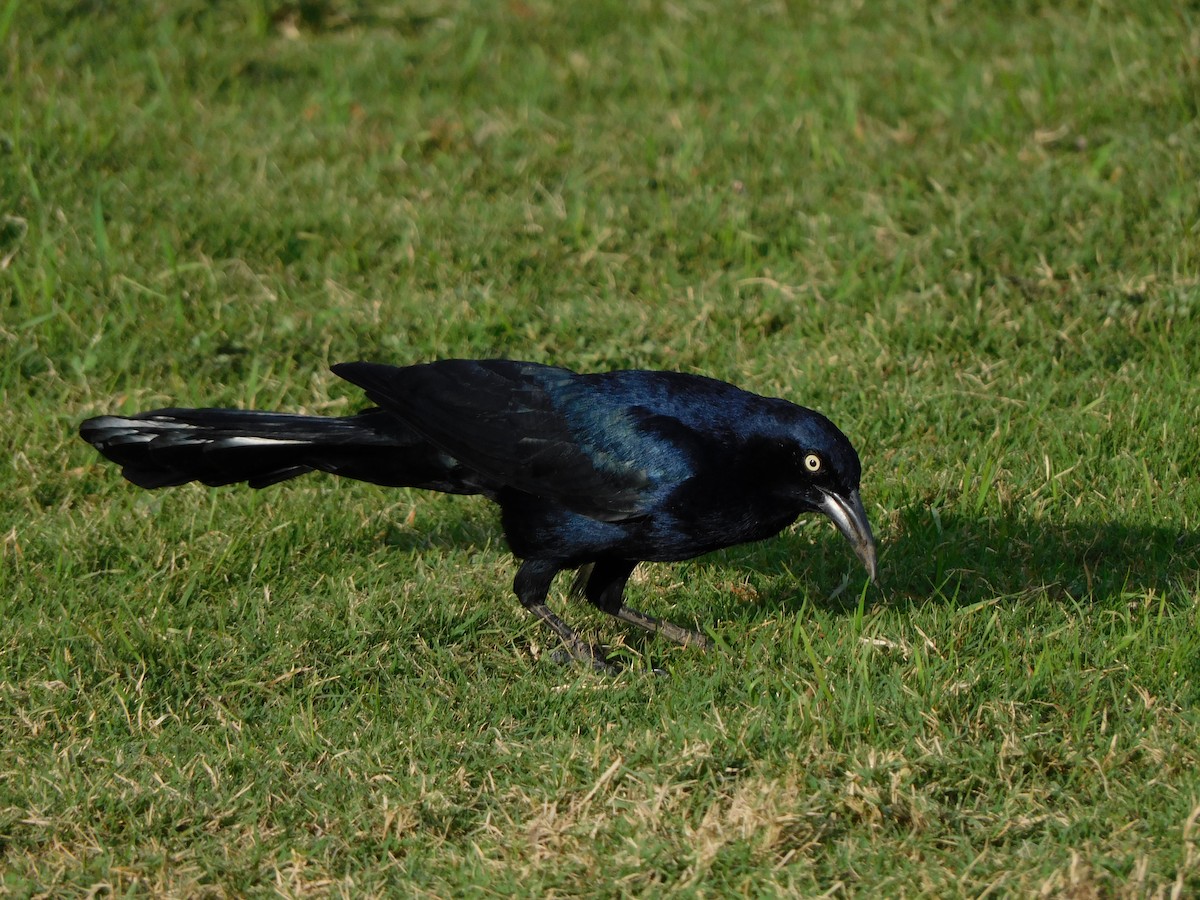 Great-tailed Grackle - ML644733181