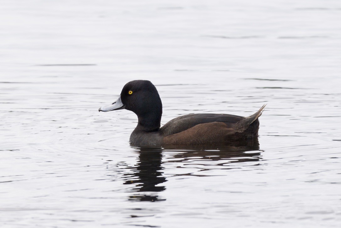 New Zealand Scaup - ML644733182