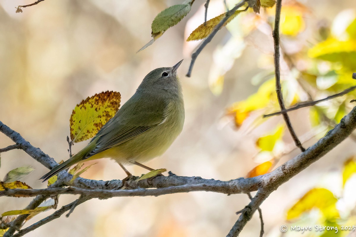 Orange-crowned Warbler - ML644733183