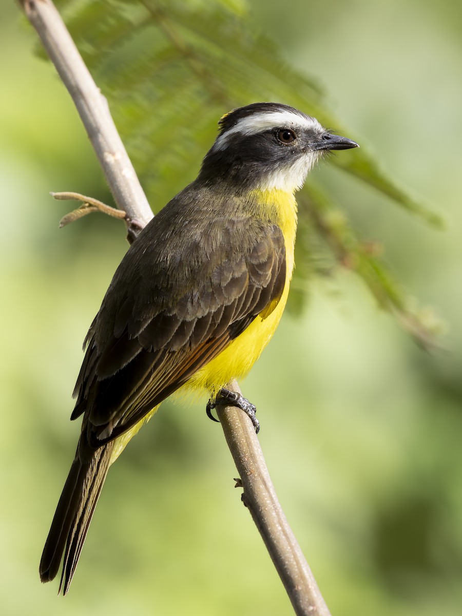 Красношапочный бентеви - ML644733196