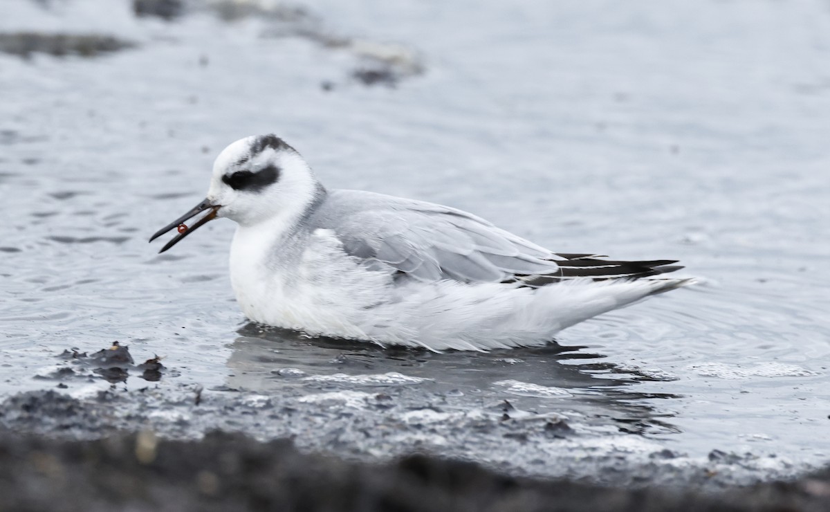 Red Phalarope - ML644733205