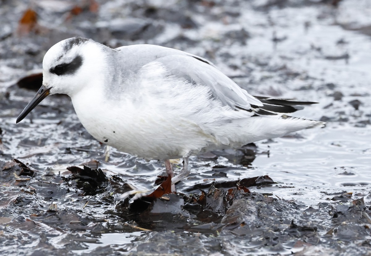 Red Phalarope - ML644733206
