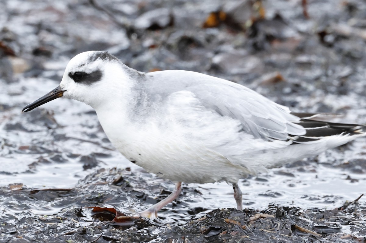 Red Phalarope - ML644733207