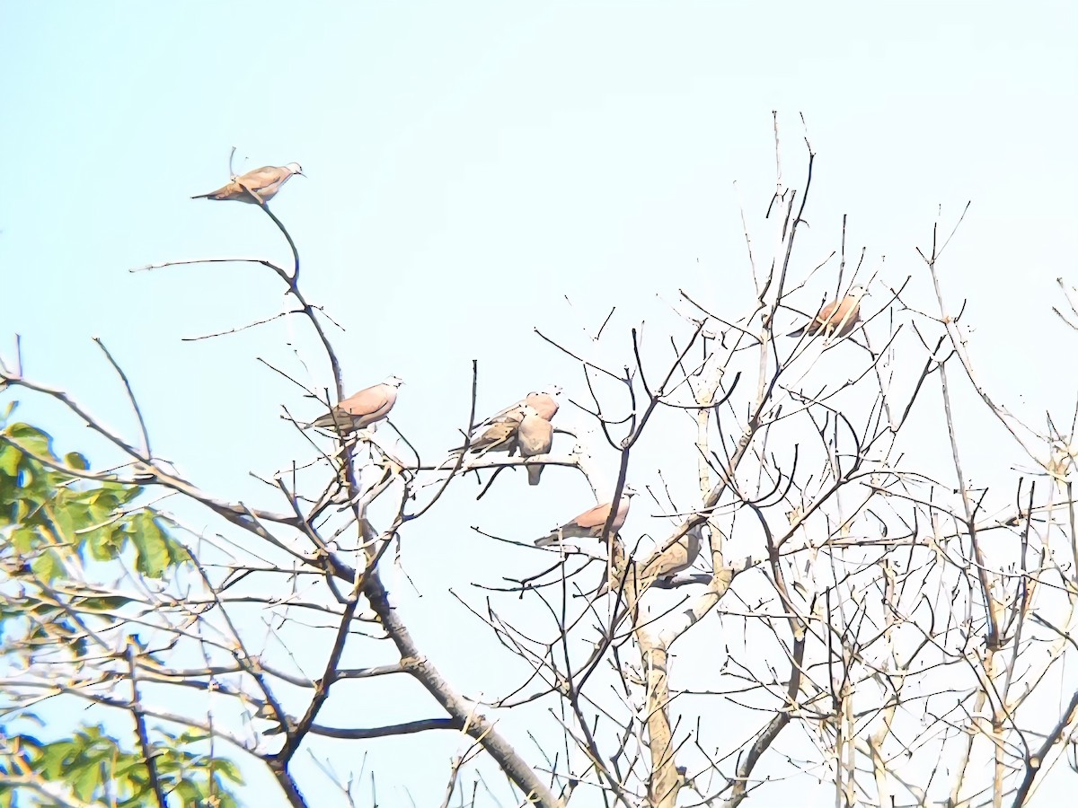 ベニバト - ML644733215