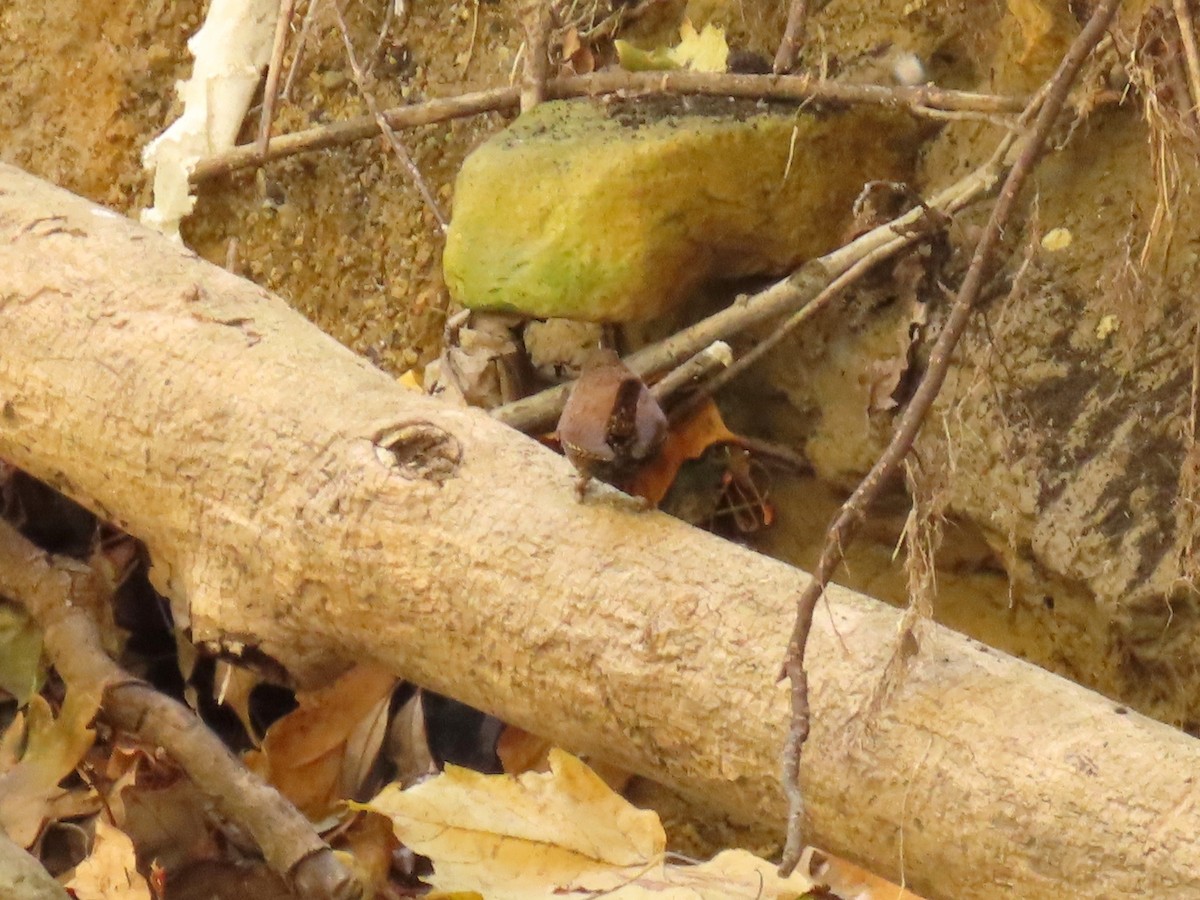 フユミソサザイ - ML644733218