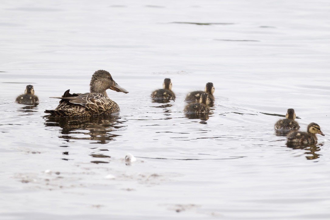 Australasian Shoveler - ML644733219