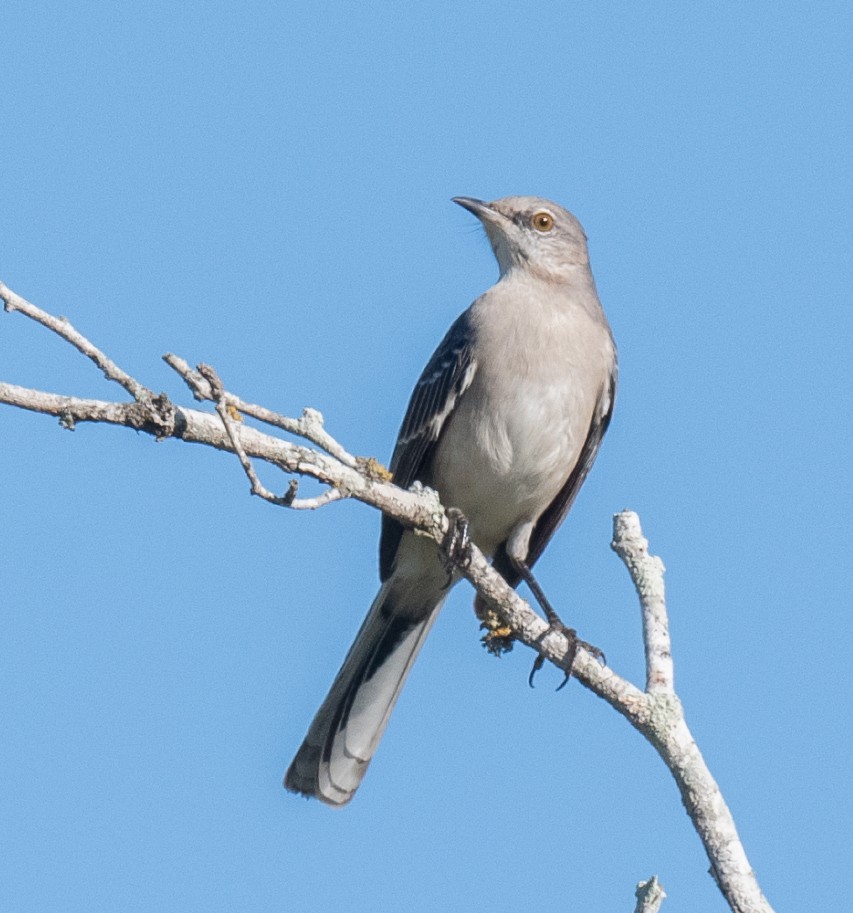 Kuzeyli Taklitçi - ML644733220