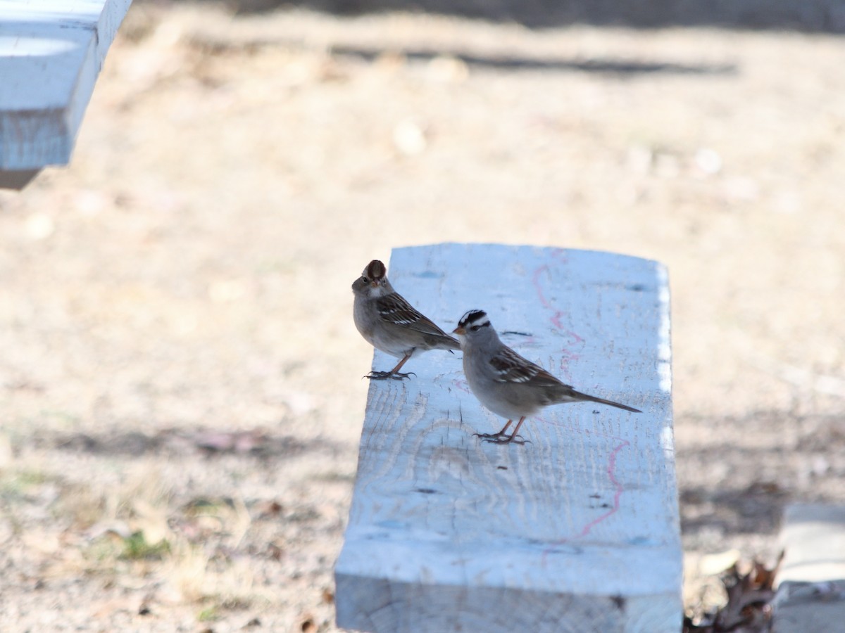 Белобровая овсянка - ML644733221