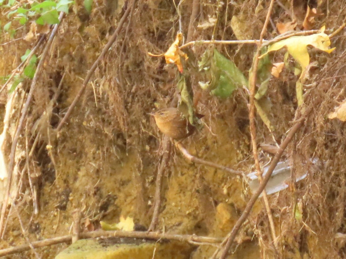 フユミソサザイ - ML644733227