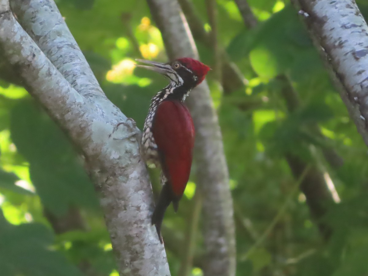 セアカコガネゲラ - ML644733228