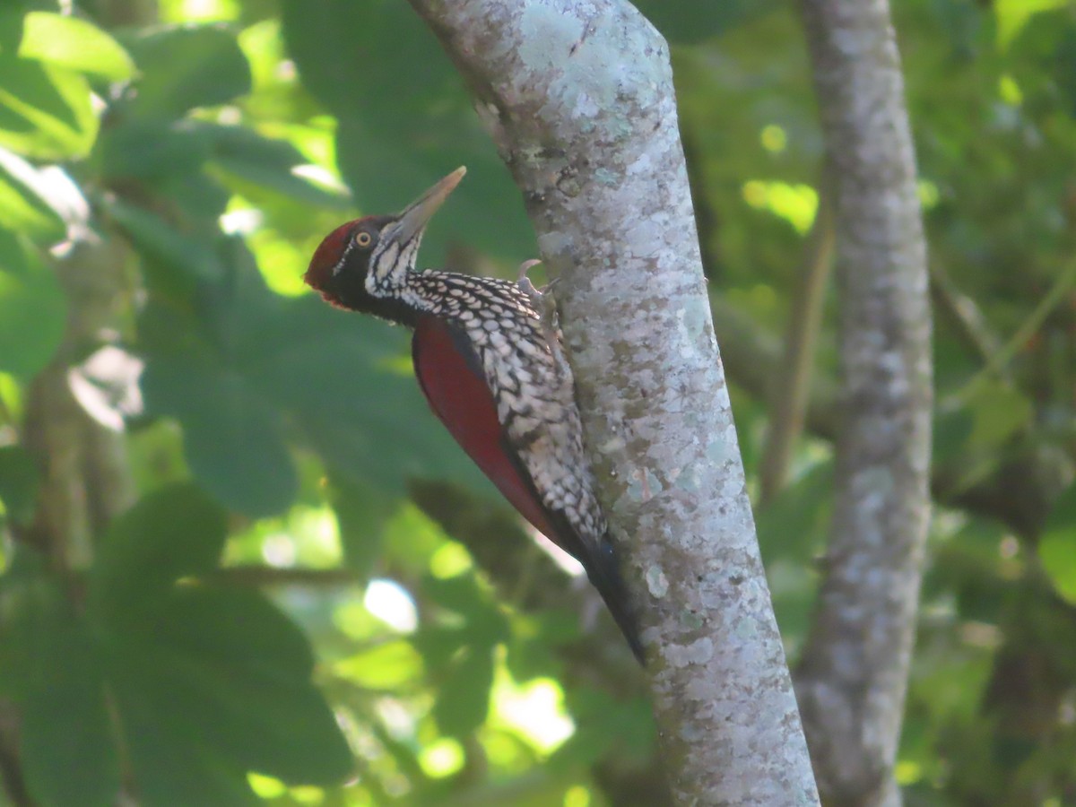 セアカコガネゲラ - ML644733234