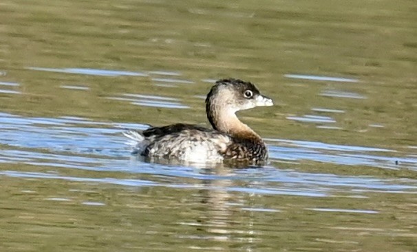 オビハシカイツブリ - ML644733242