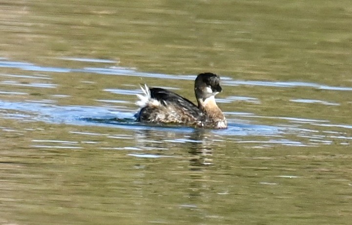 オビハシカイツブリ - ML644733245