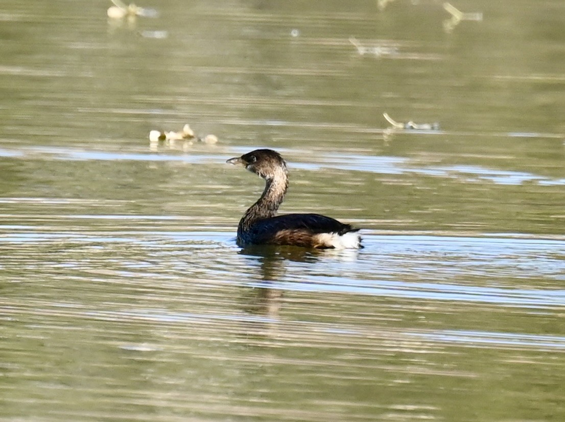 オビハシカイツブリ - ML644733246