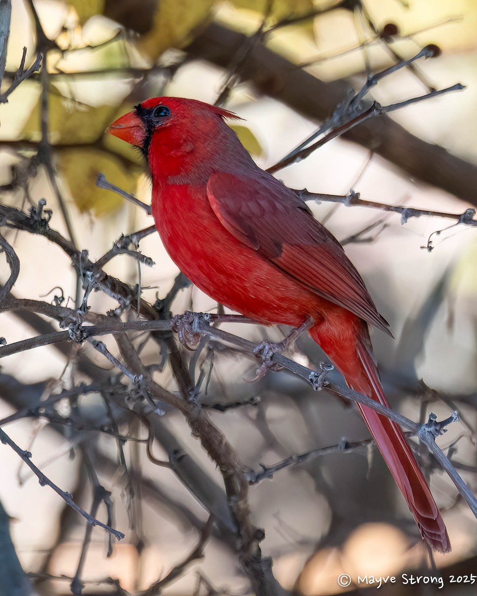 ショウジョウコウカンチョウ - ML644733247