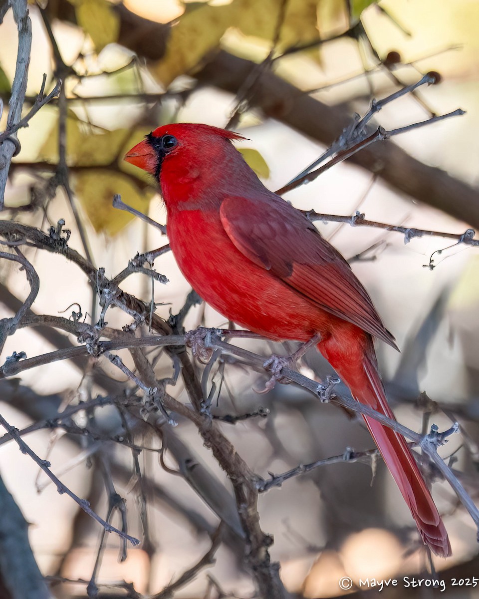 ショウジョウコウカンチョウ - ML644733248