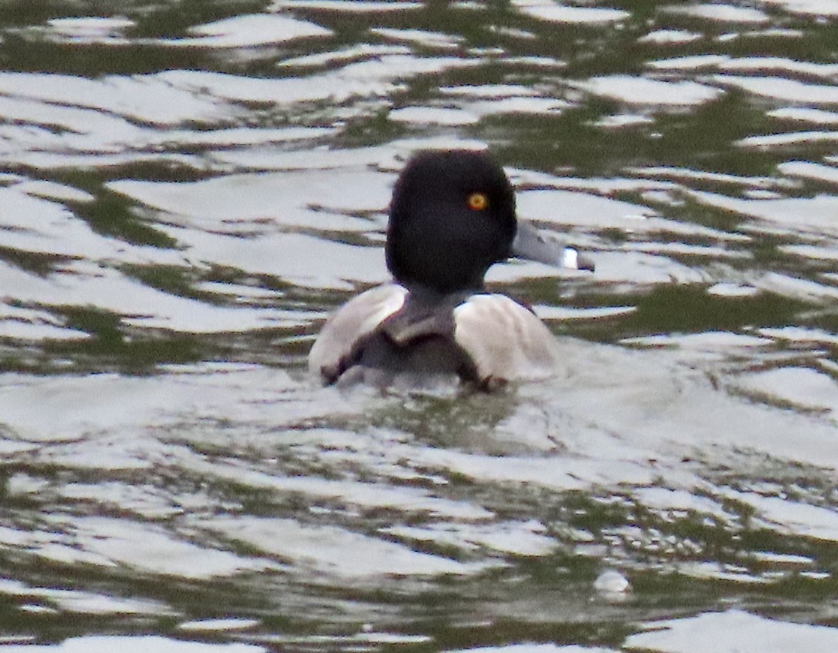 クビワキンクロ - ML644733249