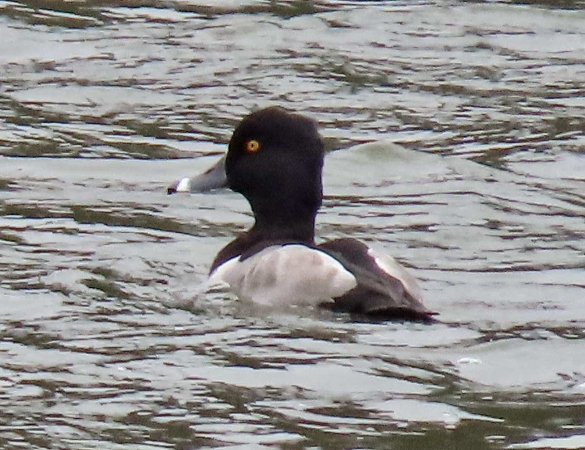 クビワキンクロ - ML644733250