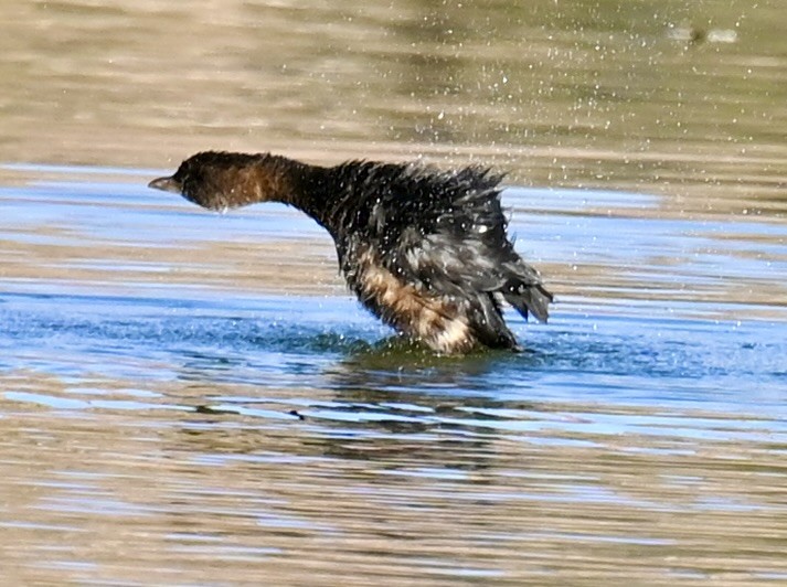 オビハシカイツブリ - ML644733251