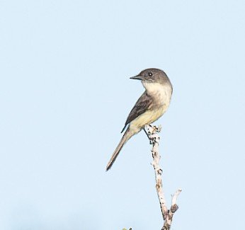 ヒガシオリーブタイランチョウ - ML644733254