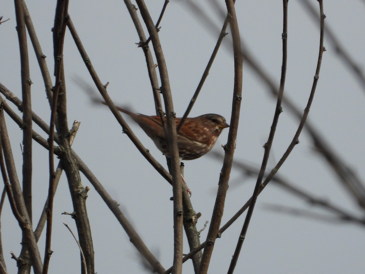 ゴマフスズメ - ML644733256