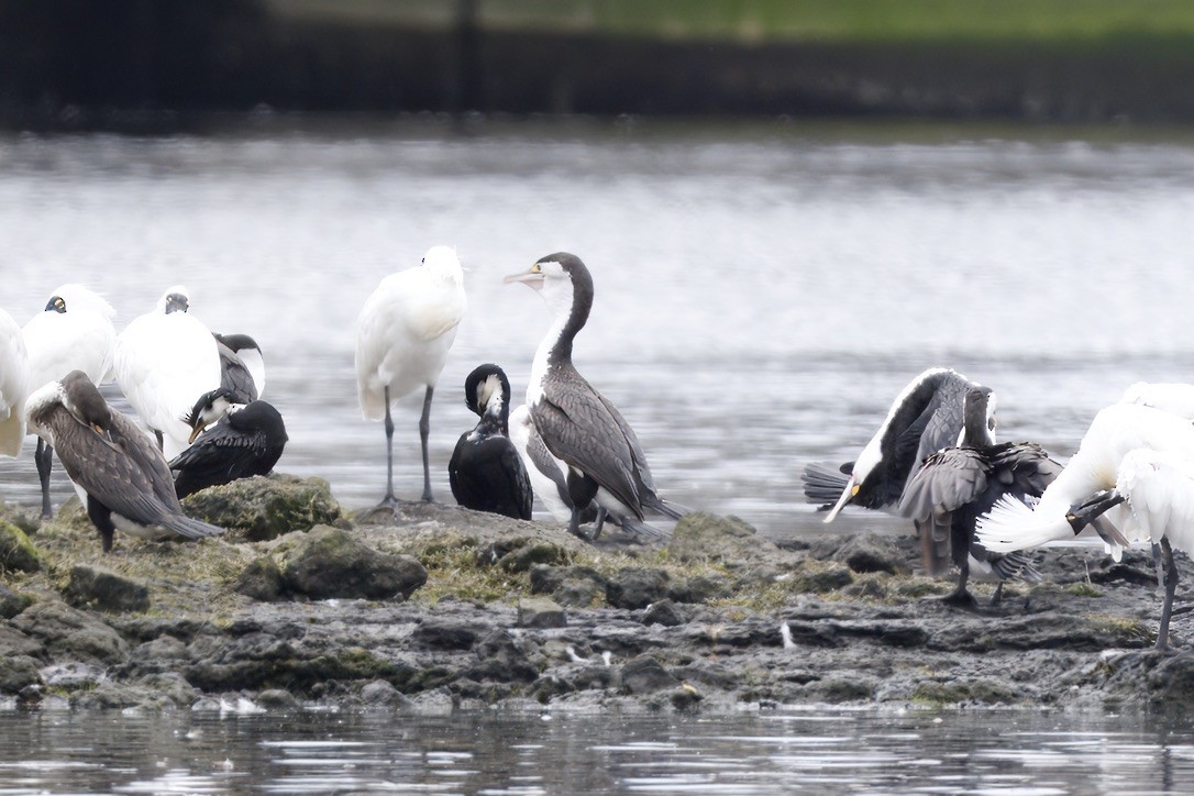 Pied Cormorant - ML644733257