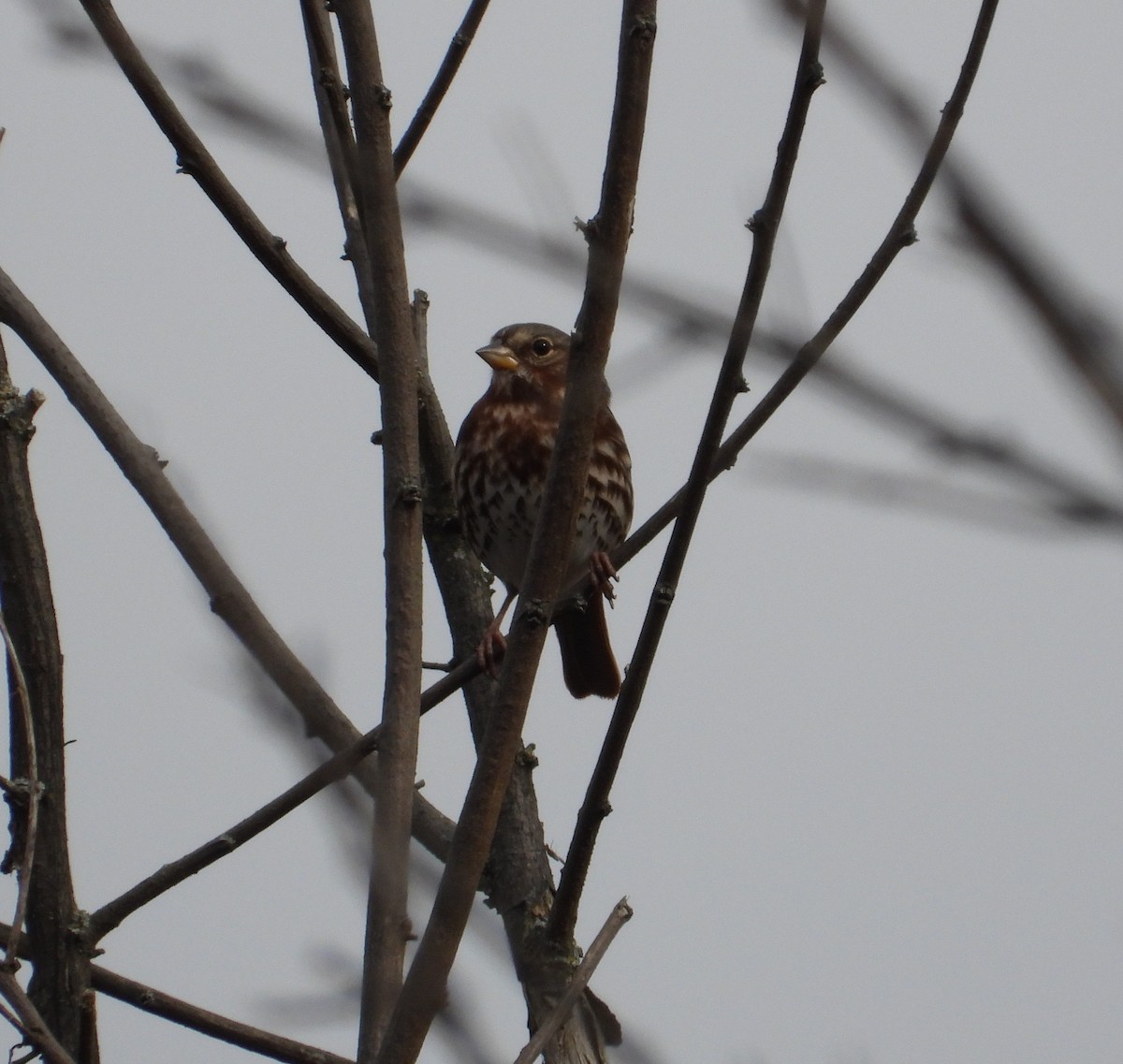 ゴマフスズメ - ML644733258