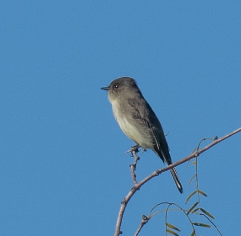 ツキヒメハエトリ - ML644733259