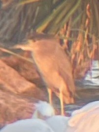 ゴイサギ - ML644733262