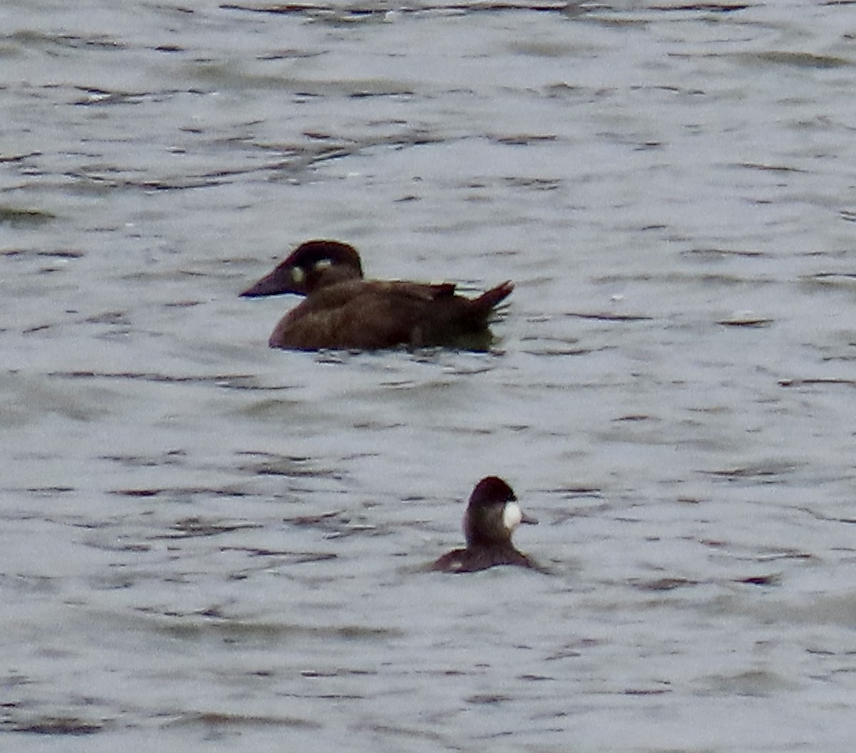 アラナミキンクロ - ML644733263