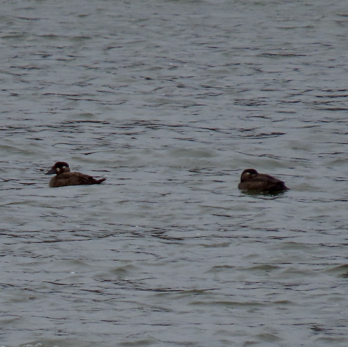 アラナミキンクロ - ML644733264