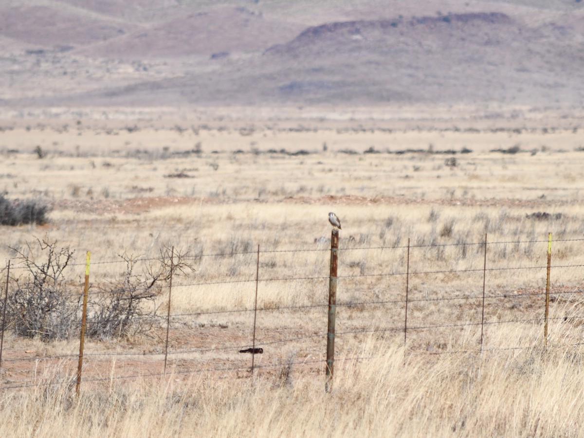 בז אמריקני - ML644733265