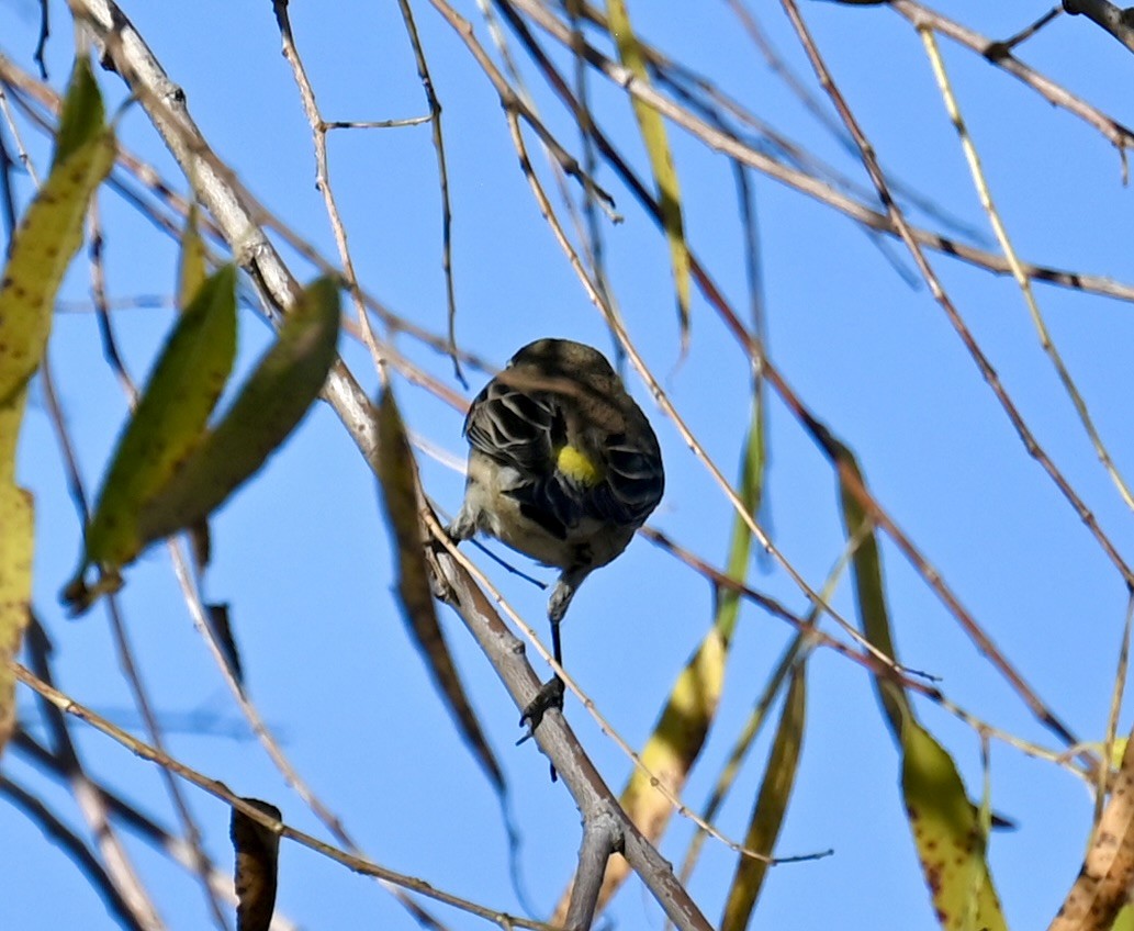 キヅタアメリカムシクイ - ML644733266