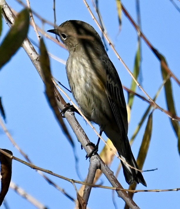 キヅタアメリカムシクイ - ML644733280