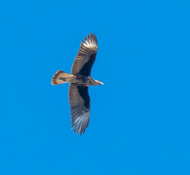 ミナミカラカラ - ML644733284