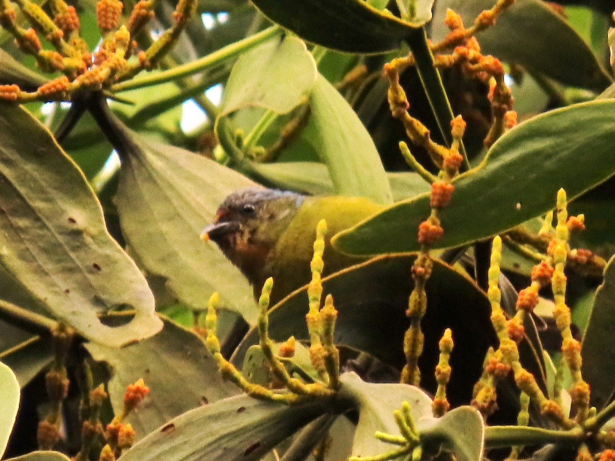 Elegant Euphonia - ML644733287