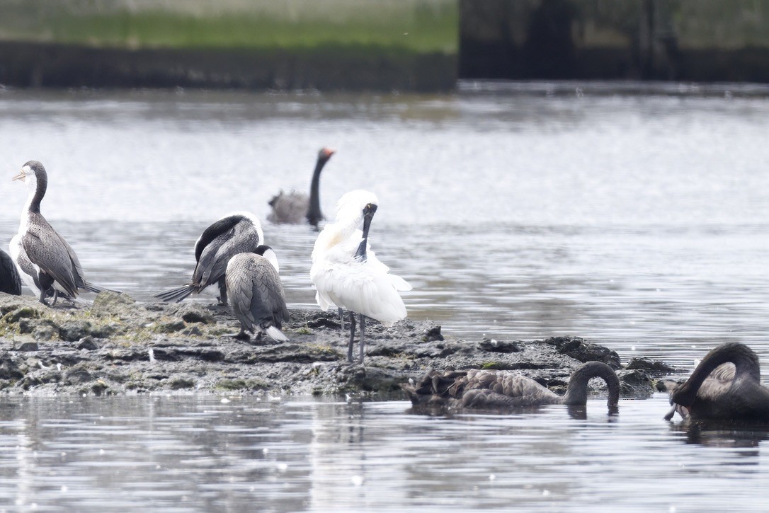 Косар королівський - ML644733289