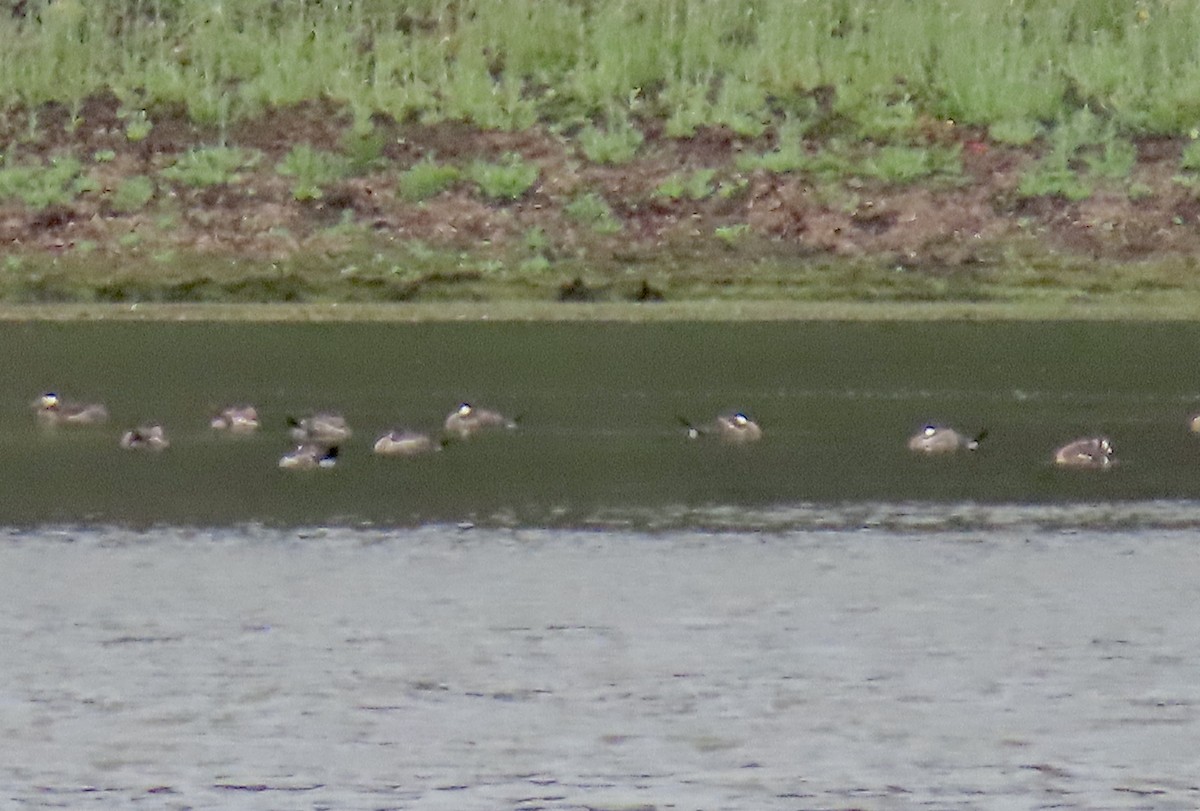 アカオタテガモ - ML644733292