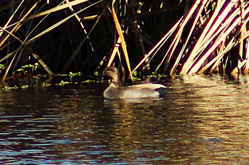 Ánade Friso - ML644733293